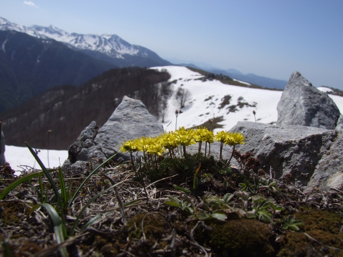 Draba azoides